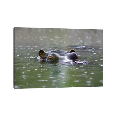 " Hippo " by Goran Anastasovski