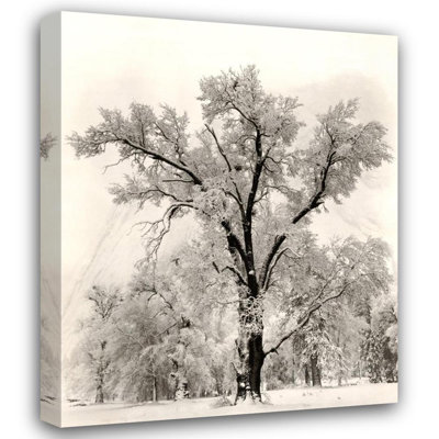 Oak Tree