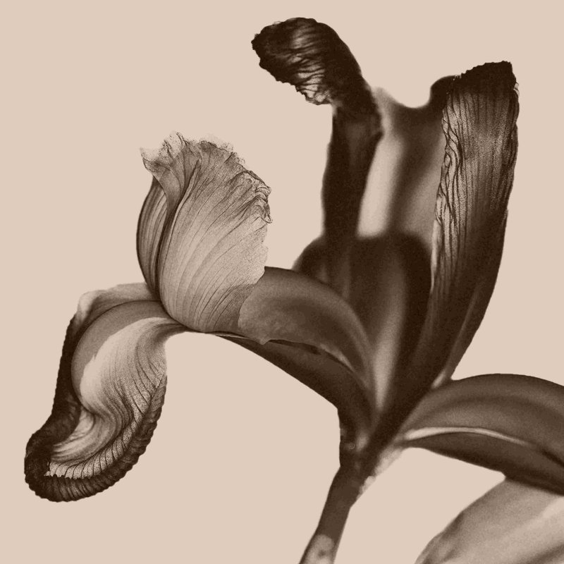 Iris I sépia sur beige - peinture sur toile tendue, H 12 po x l 12 po