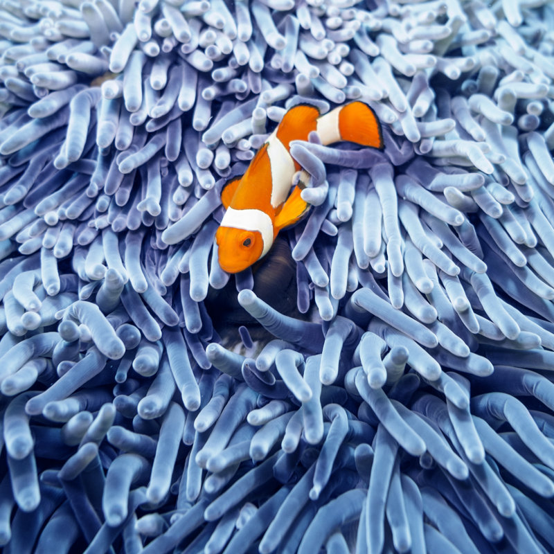 Clown Fish And Anemone by Tunart - No Frame Print on Canvas, 122cm H x 122cm W