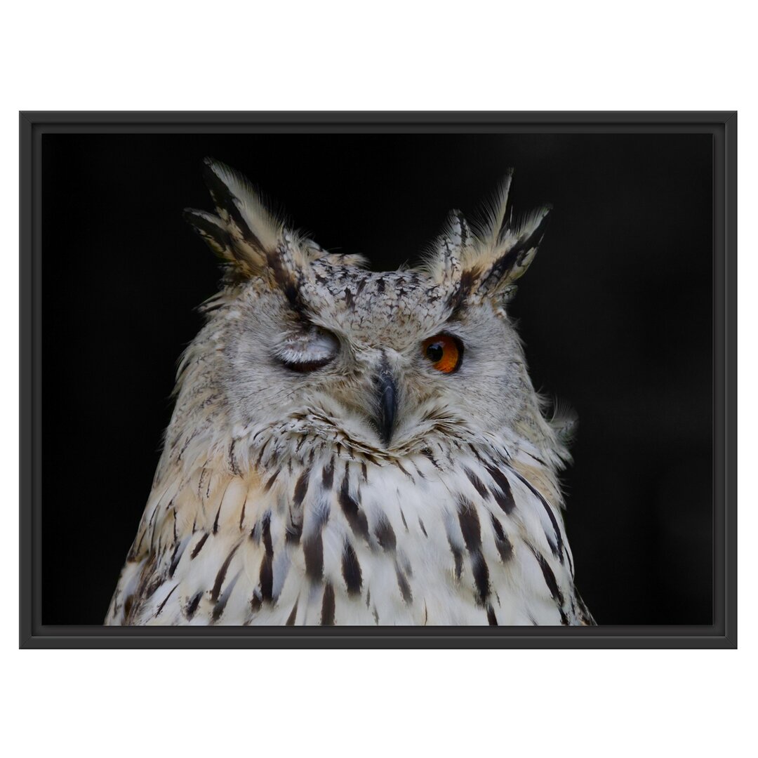 Gerahmter Grafikdruck Dark, Winking Long-Eared Owl