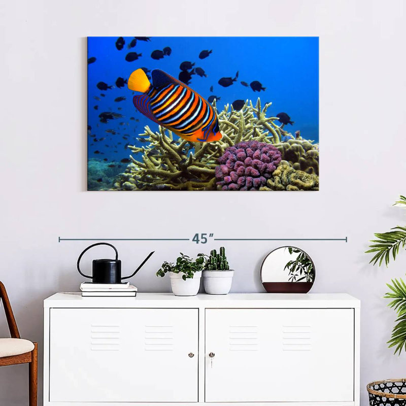 Brampt Royal Angelfish, 24" H x 36" W