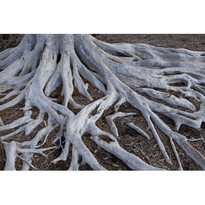 Tree Roots by Dny59