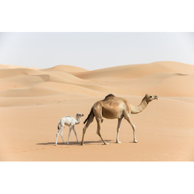 " Camel And Her Baby "