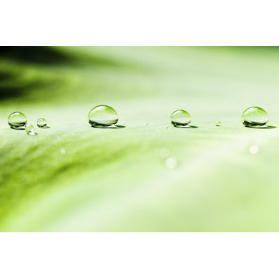 Water Drops On Leaf by Espion - Wrapped Canvas Print