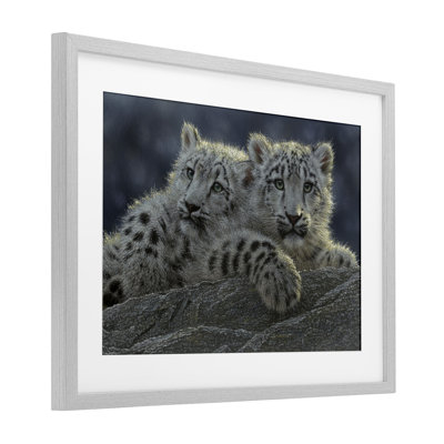 Snow Leopard Cuddle Framed Print Under Glass, design by Collin Bogle
