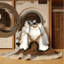  Tapis lavable pour chien esquimau américain-43294465
