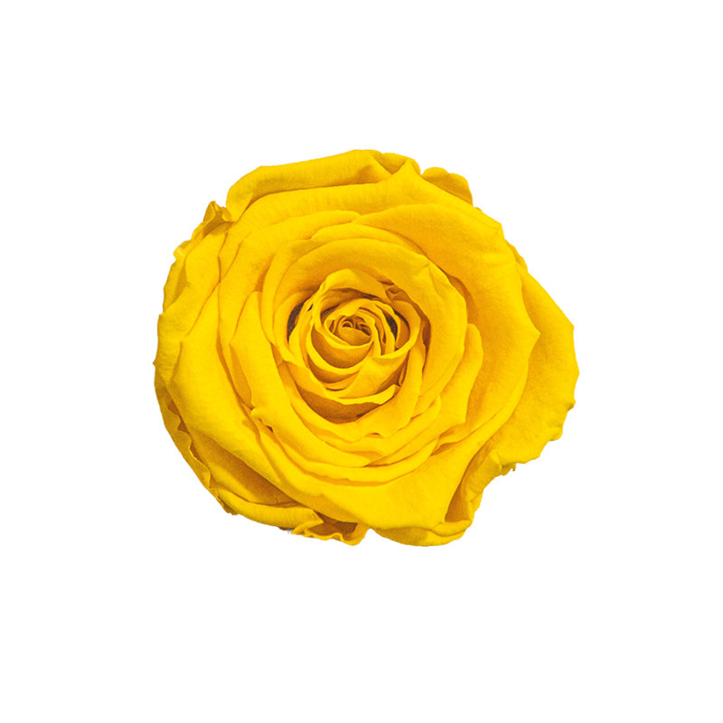 Arrangement floral de citrons dans un vase, Jaune