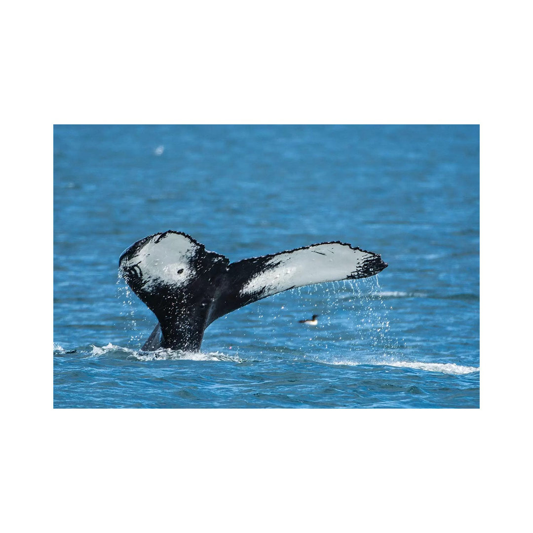 Humpback Whale (Megaptera Novaeangliae), Resurrection Bay, Kenai Fjords National Park, Alaska, USA. by Michael DeFreitas - Wrapped Canvas Print