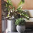 Dorlis Fiberstone Pot Planter-331591452-339756818