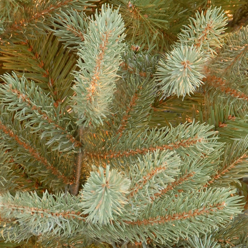 Sapin de Norvège, H 9 pi