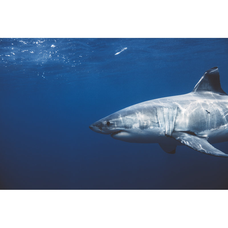 Great white shark, 30cm H x 46cm W