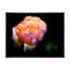 «Orange Dark Fractal Flower», reproduction de cadre photo sur toile-687756516-687756519