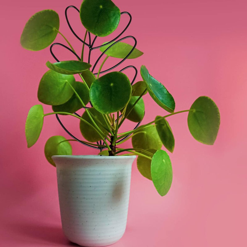 Ensemble de 2 treillis de jardin en treillis de jardin