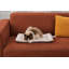 Coussin pour animaux Coolesth