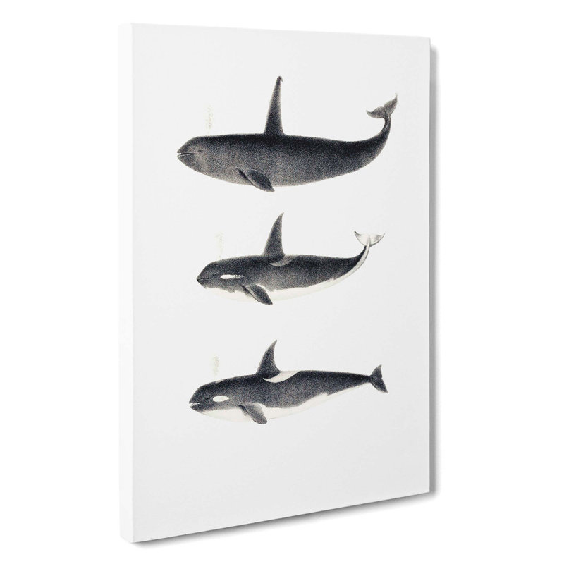 Orca Killer Whales by C.M. Scammon - Wrapped Canvas Print, 60cm H x 40cm W x 3cm D