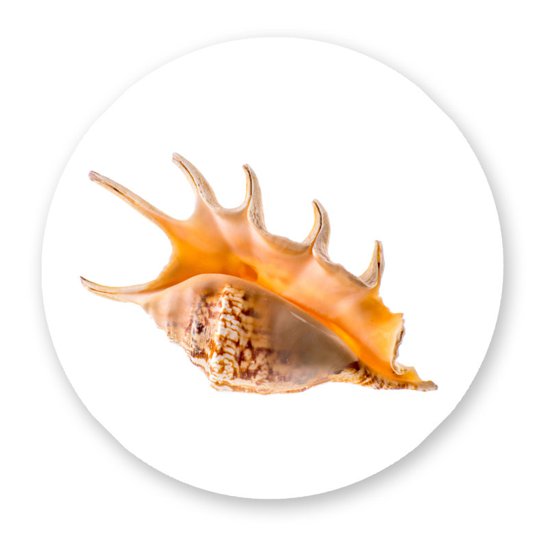 Coquille d'araignée - photographie, 46" H x 46" W x 2.5" D, Aluminium