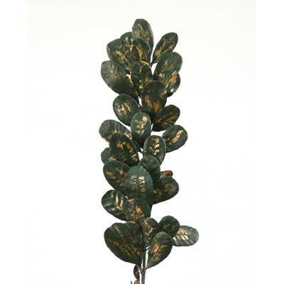 Branche de feuille de laurel