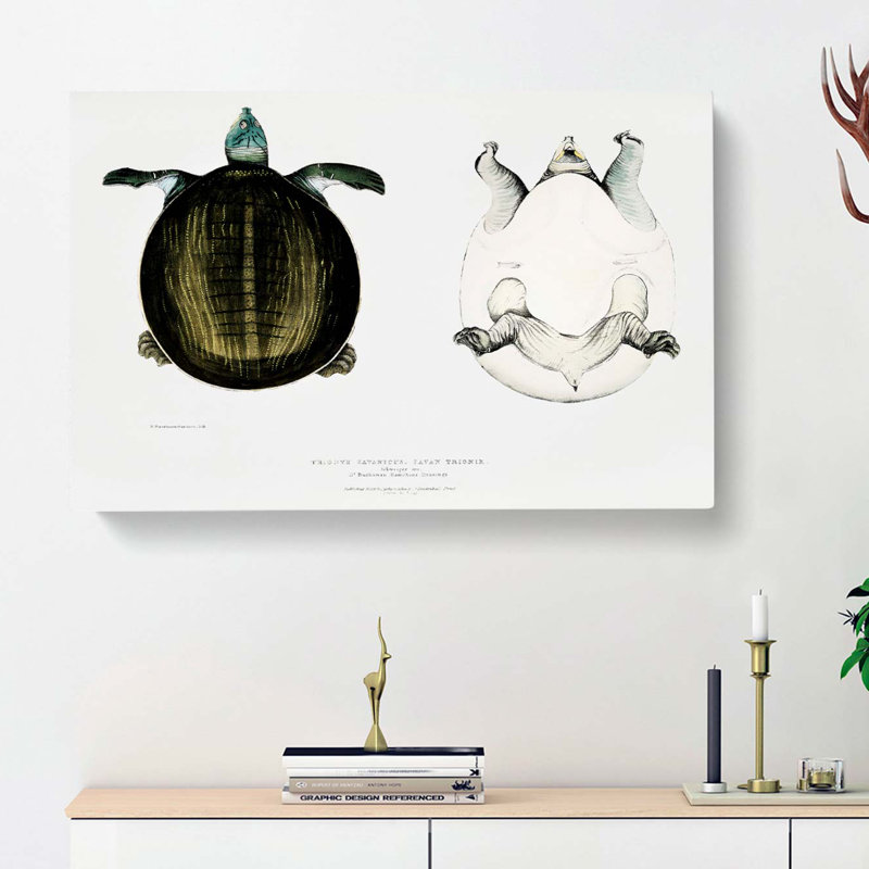 Javan Trionyx Turtle by John Edward Gray - Wrapped Canvas, 35cm H x 50cm W x 3cm D