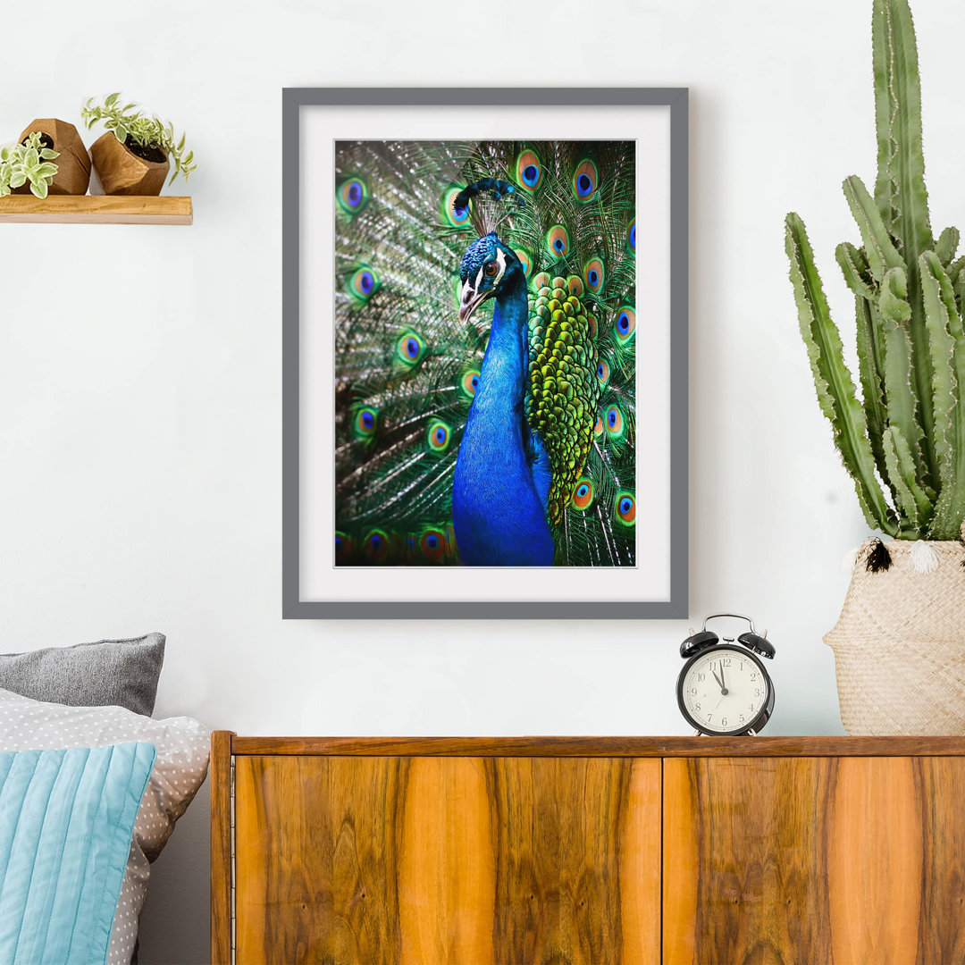 Gerahmtes Poster Elegant Peacock