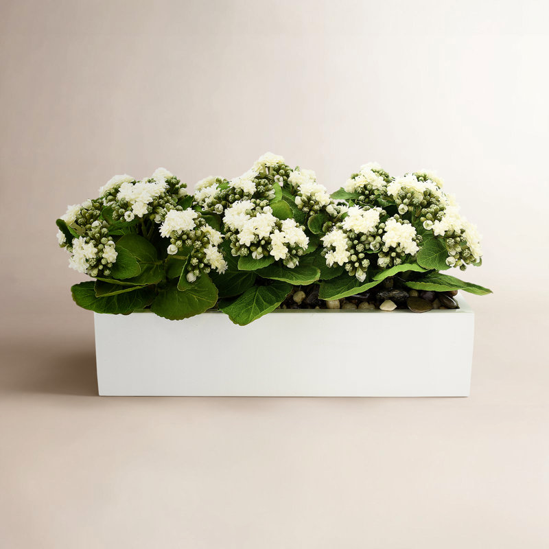 Arrangement Kallas Kalanchoe en pot de fibres, Blanc, H 9,5 po x l 18 po x P 9,5 po