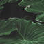 Leaves - 2 Piece Single Picture Frame Print