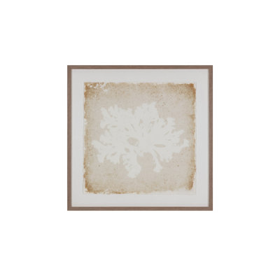 Aquatic Flora II Print
