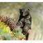 Blume Animals UV Resistant Stone Garden Statue