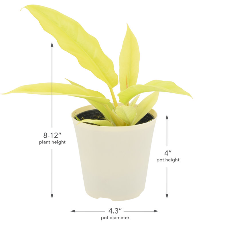 4" Philodendron Golden Crocodile