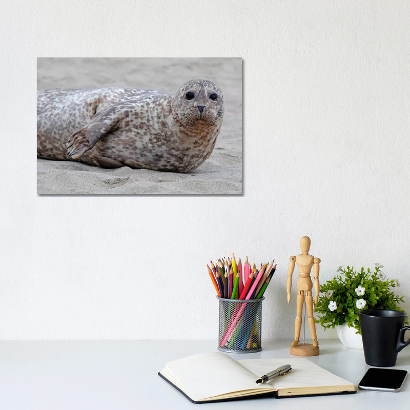 Harbor Seal Pup by Brian Wolf - Wrapped Canvas Print, 20.32cm H x 30.48cm W x 1.91cm D