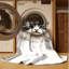  Tapis lavable Ragdoll Cats-414253846