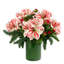 Amaryllis, Camellia and Pine in Green Glass Vase