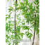 Ornement artificiel d'intérieur en pot Nandina Domestica
