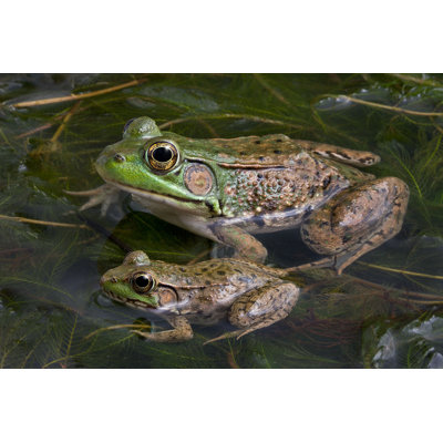 " Frog Are Sitting " by Cathykeifer