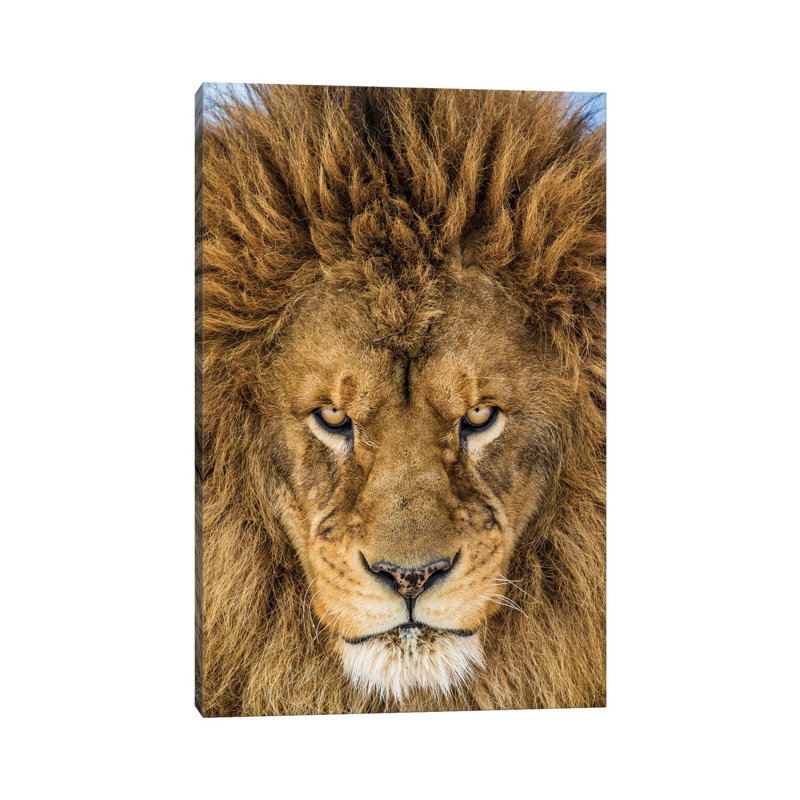 Serious Lion par Mike Centioli - reproduction de photo, Pas de tapis, Toile tendue, H 18 po x l 12 po x 1,5 po