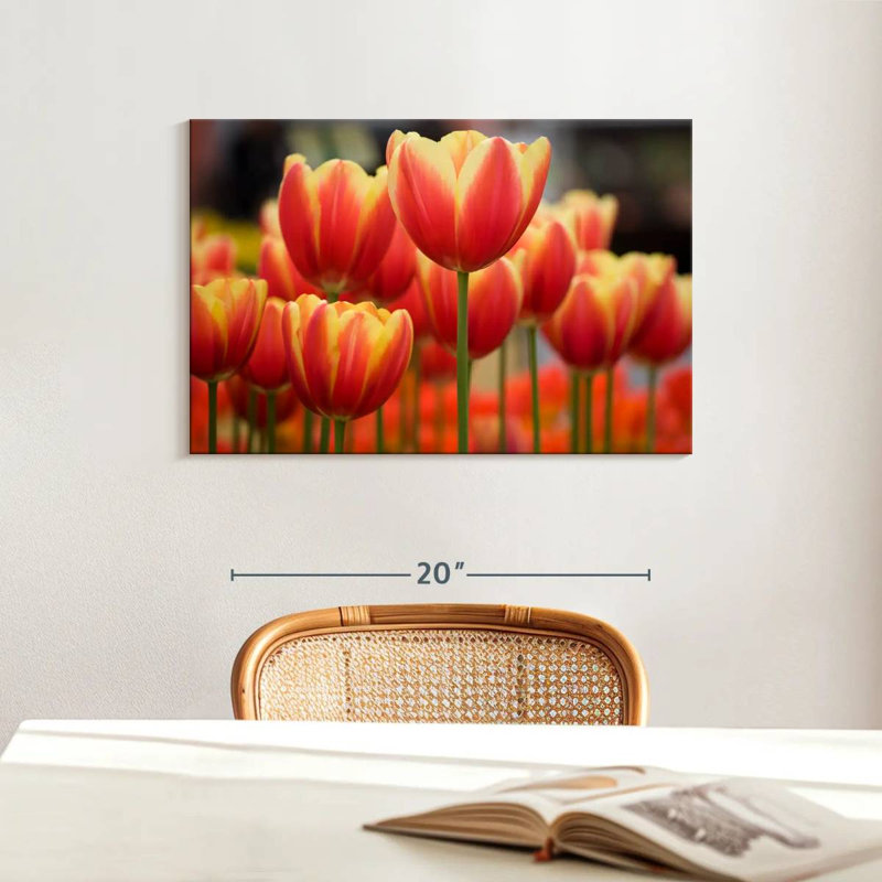 Tulipes hybrides Harnek Darwin, H 16 po x l 24 po