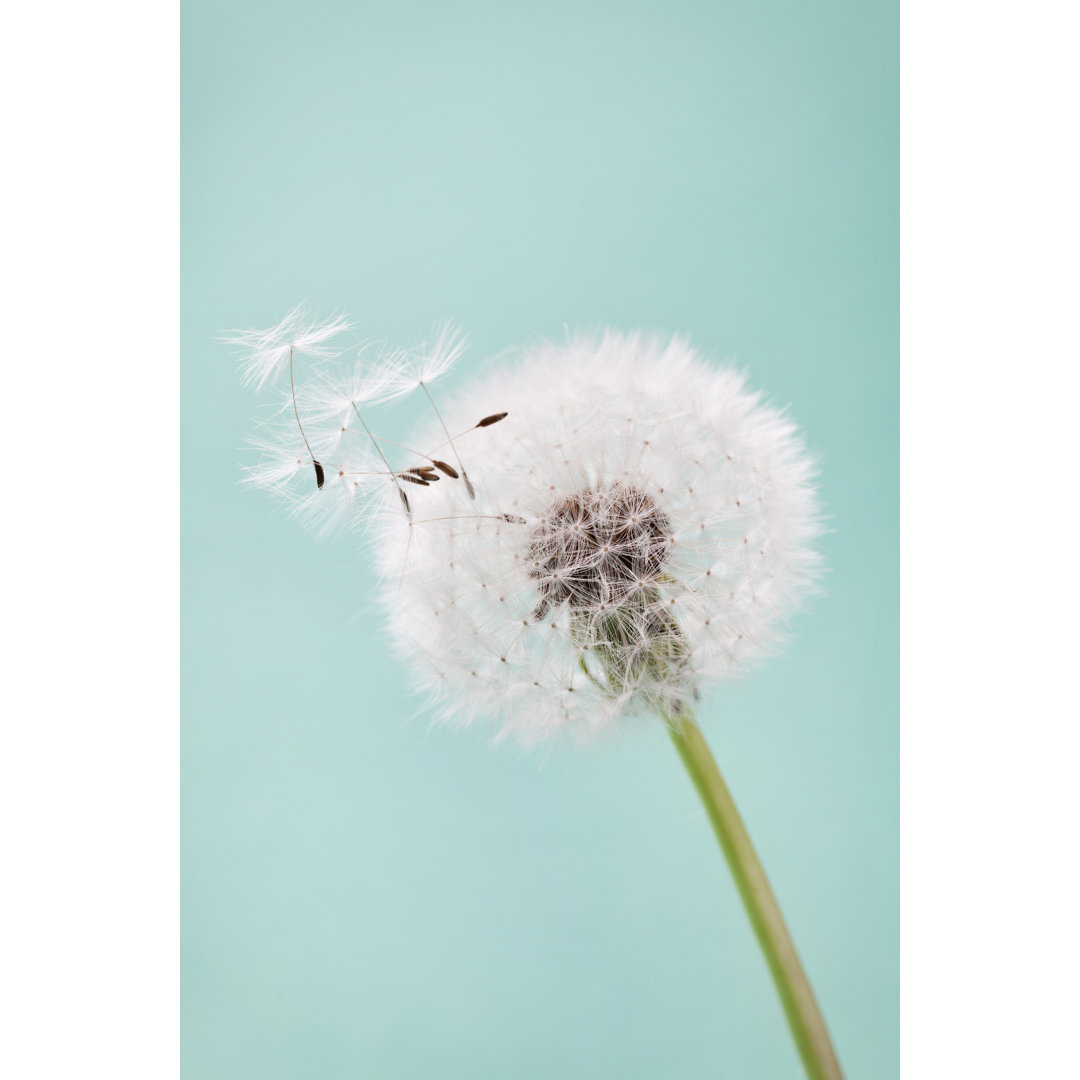 Beautiful Dandelion Flowers with Flying Feathers, Vintage Card, Macro by Julia Sudnitskaya - Wrapped Canvas Photograph