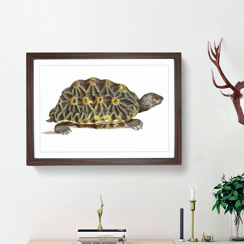 Tortoise by George Shaw - Picture Frame Painting Print, 36cm H x 48cm W x 2cm D, Walnut Framed
