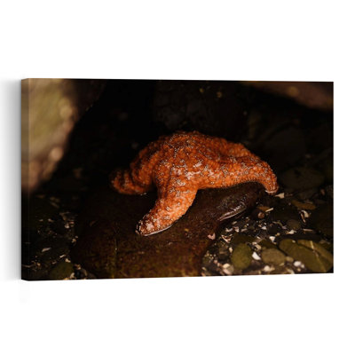 Crescent City Starfish Abstract Starfish Fish Beach City Wall Art Print 1 Piece Wrapped Canvas Wall Art