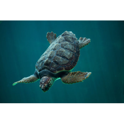 Loggerhead Sea Turtle by Wrangel - Wrapped Canvas Print