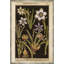 Black Background Botanicals Print