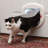  4-Way Locking Big Cat Door