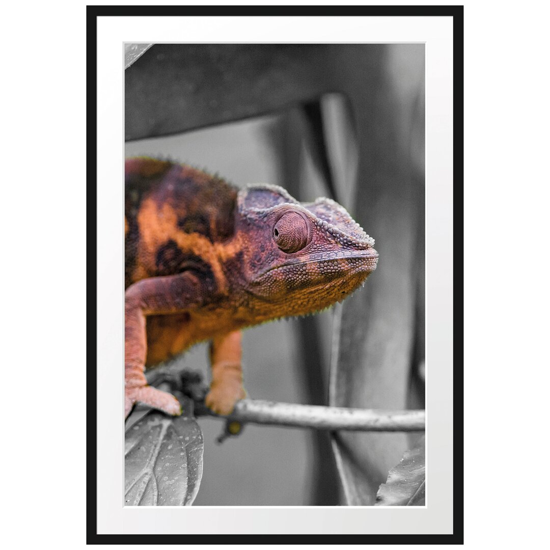 Gerahmter Fotodruck Chameleon auf Zweig