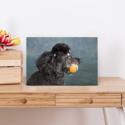 Portrait Of A Mini Poodle Dog Contemporary Dog Animal Portrait Wall Art
