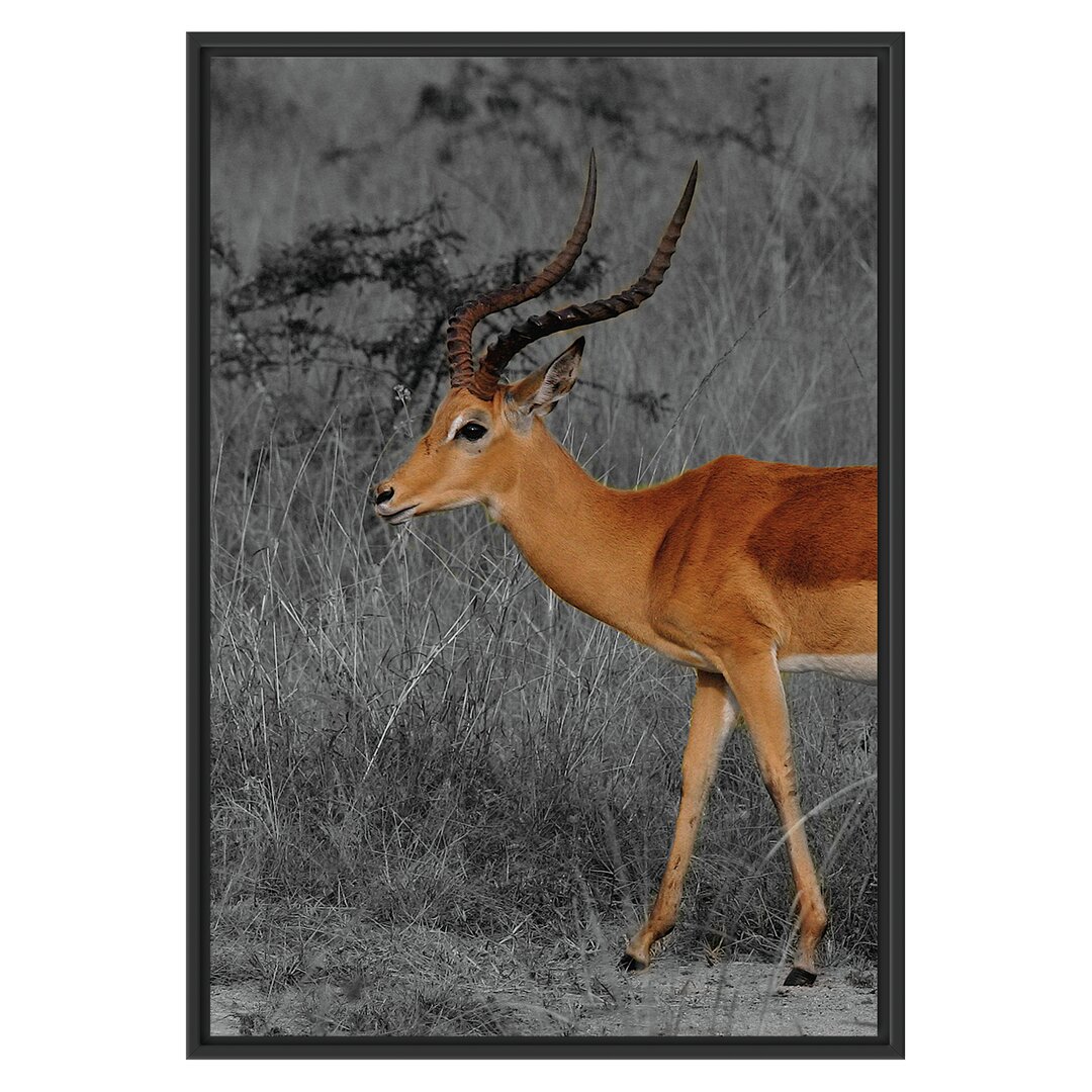 Gerahmtes Wandbild Dorkasgazelle in der Savanne