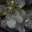 4' Blue PE Spruce Christmas Tree with 780 Lights