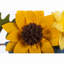 Guirlande fantaisie 7'2" jaune blue expressions