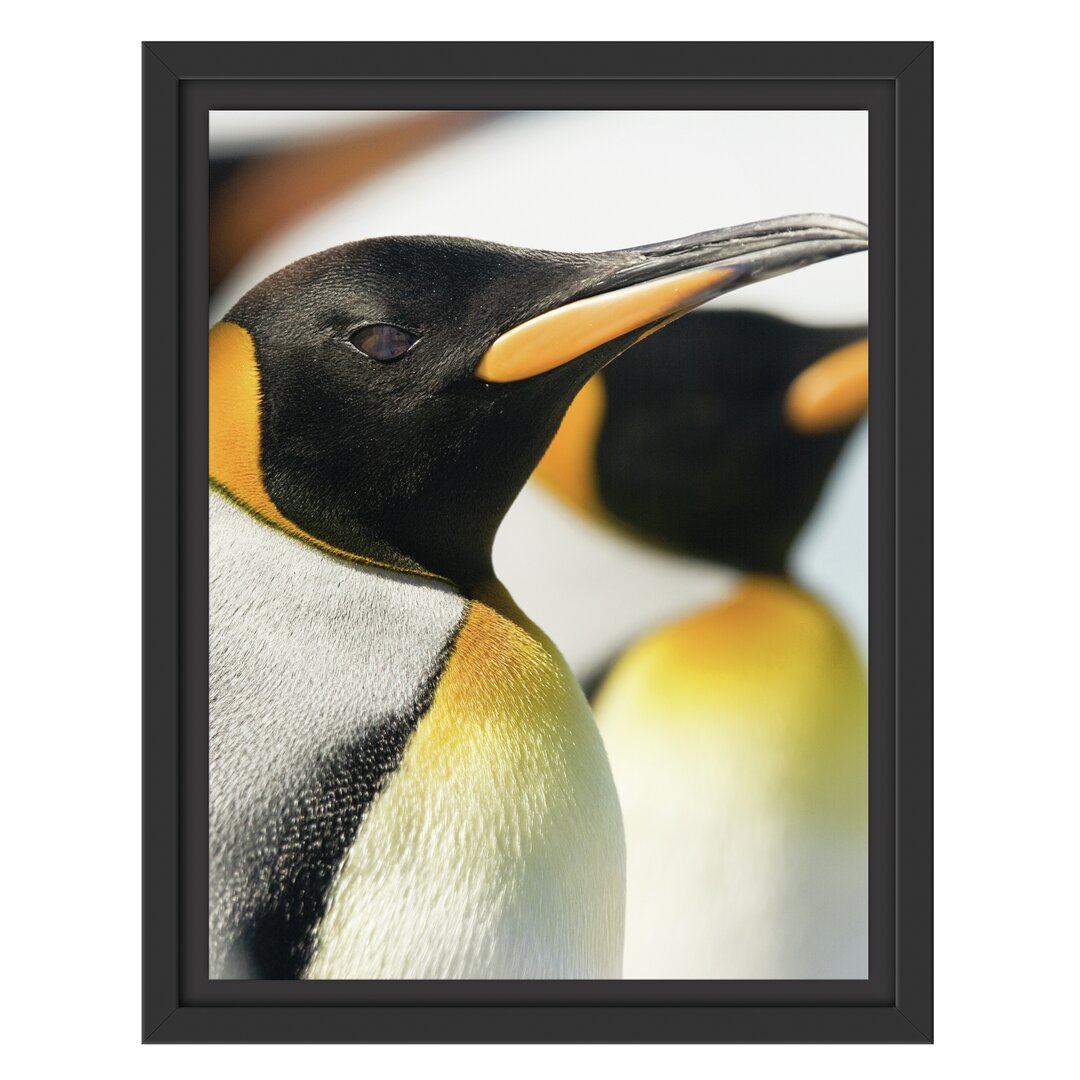 Gerahmtes Wandbild Pinguine