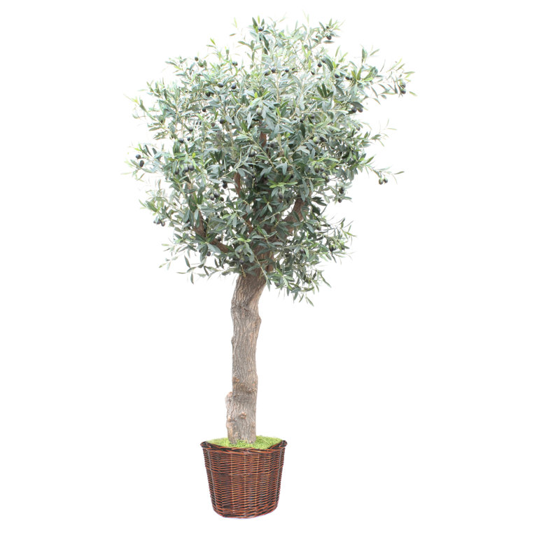 Faux Olive Tree Tree in Wicker/Rattan Basket