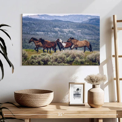 Brampt Mountain Horses